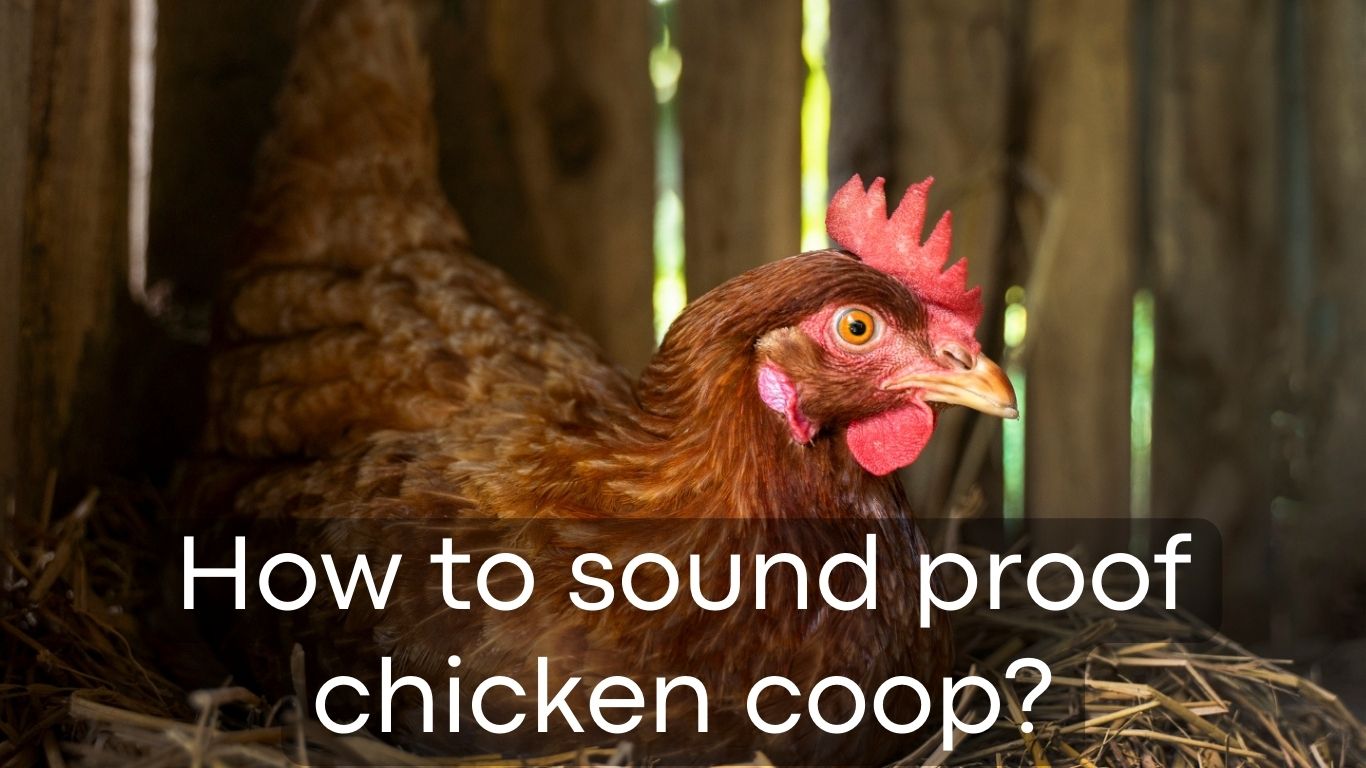 Chicken Coop Insulation and Ventilation Options